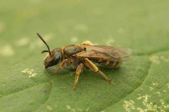 Macro shot of a bronze furrow solitary bee on a green leaf