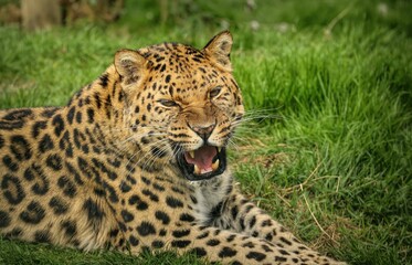 Closeup of an Amur leopard lieing on the grass while roaring