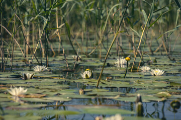 Many white lotus flowers blooming in the river. Clean river with rare water lily flowers near the bank in water