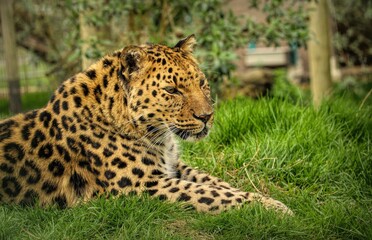 Selective focus of a Amur leopard looking side way while lieing on the grass