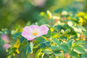Dog rose Rosa canina light pink flowers in bloom on branches, beautiful wild flowering shrub, green leaves