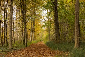Fototapeta na wymiar Path covered with yellow leaves, leads through a forest, on a sunny day in autumn