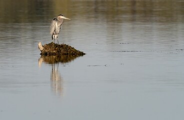 Great Blue Heron sitting on a small inlet of land at Summit Lake Park
