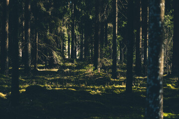 Obraz premium Mysterious spruce forest landscape in sunny autumn weather