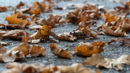 Autumn leaves background. Plane tree leaves on the street. Romantic and serene feelings background. Blurry photography. Noise included