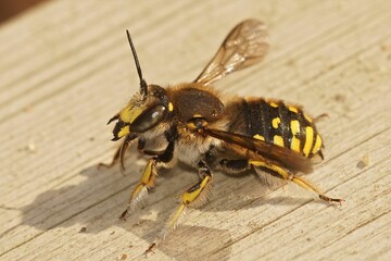 Closeup of a beautiful European wool carder bee on a wooden surface