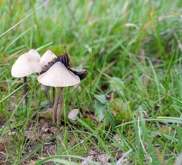 close-up of a Petticoat Mottlegill troop of mushrooms (Panaeolus papilionaceus)