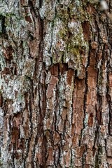 Vertical shot of the details of a dry tree's bark