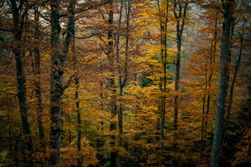 Beautiful shot of tall orange yellow autumn forest trees