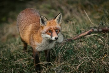 Closeup shot of a sneaky orange fox running around in a park