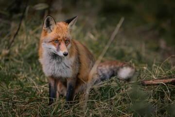 Closeup shot of a sneaky orange fox running around in a park