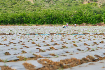 tabasco chili pepper field with furrows and unrecognizable people working in the field in the background
