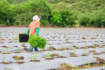 unrecognizable person carrying seedlings of aji tabasco chili pepper for planting in the field