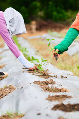 unrecognizable people planting seedlings of aji tabasco pepper in a field furrow