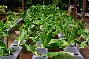 Lettuces grown in hydroponics system, Teresopolis, Rio de Janeiro, Brazil