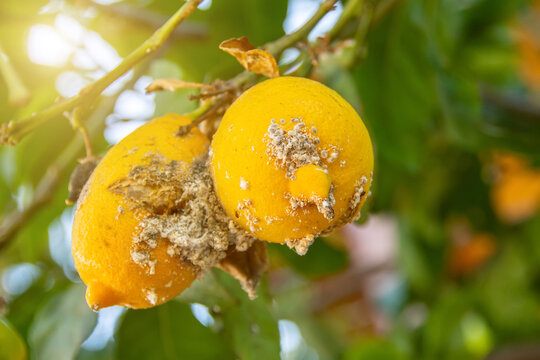 Citrus mealybug, Planococcus Hemiptera Pseudococcidae dangerous pest plants, including economically important tropical fruit trees and ornamental plants. Cracked lemon fruits and affected by pest.