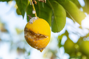 Citrus mealybug, Planococcus Hemiptera Pseudococcidae dangerous pest plants, including economically important tropical fruit trees and ornamental plants. Cracked lemon fruits and affected by pest.