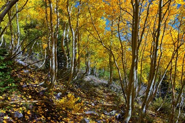 Deseret Peak hiking trail Stansbury Mountains, by Oquirrh Mountains Rocky Mountains, Utah. America. 