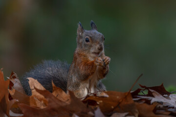 Naklejka na ściany i meble Cute hungry Red Squirrel (Sciurus vulgaris) eating a nut in an forest covered with colorful leaves. Autumn day in a deep forest in the Netherlands. 