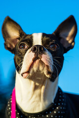 Boston Terrier Puppy