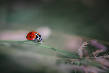 Ladybird
