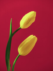 yellowtulips pair on retro pink