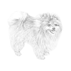 Pomeranian Spitz dog with a bow. Lap dog Sketch. Illustration of handsome puppy isolated on white background. Cute Spitz.  Hand drawn Portrait. Animal art collection. Good for print on t shirt, pillow