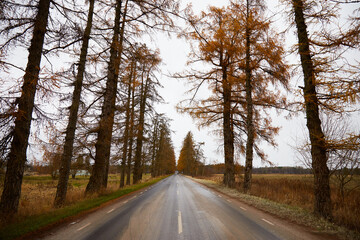 Fototapeta premium Road in the alley of larch on the autumn day, selective focus