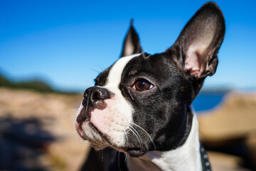 Boston Terrier Puppy