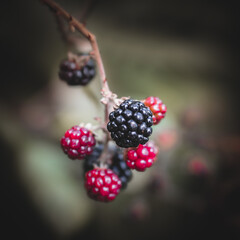 Autumn Berries