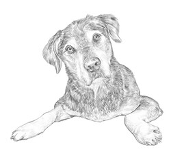 Cute smart puppy with question look isolated on white background. Sketch. Dog hand painted illustration, realistic pencil drawing. Animal collection: Dogs. Design template