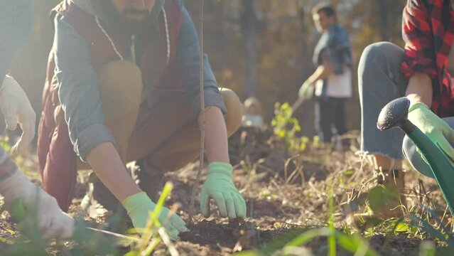 Close up of males and females planting tree as seedling in garden and cooperating for safe nature. Outdoor. Eco activists plant tree and watering it. Men and women in agriculture.