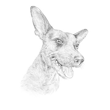 Realistic Portrait of funny Miniature Pinscher dog. Pencil Sketch. Cute funny puppy, toy terrier dog isolated on white background. Animal collection. Hand painted illustration. Good for print T-shirt