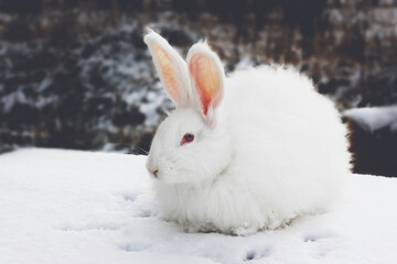 A white fluffy rabbit in the snow in nature.
