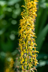 Close up of ligularia przewalskii flowers in bloom