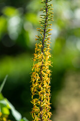 Close up of ligularia przewalskii flowers in bloom