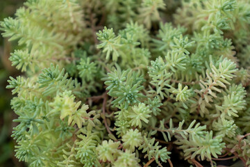 Composition of succulent plant, top view. Background from sedum plant for poster, calendar, post, screensaver, wallpaper, postcard, post, banner, cover, website. High quality photo