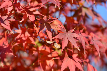 Japanese Maple