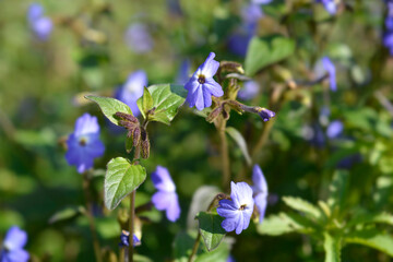 Bush violet