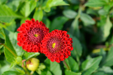 Dahlia Charlotte Bateson