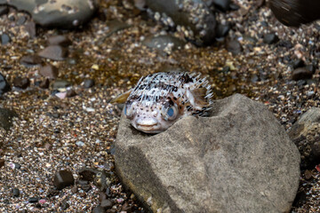 fish on the beach