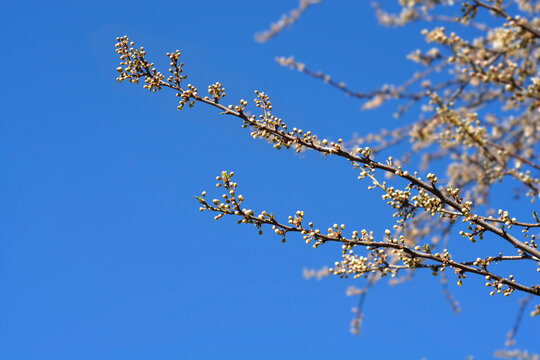 Damson Plum