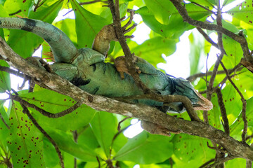 Wild iguana in a tree 