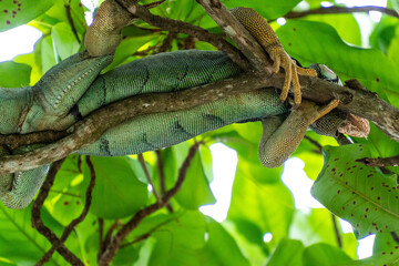 Wild iguana in a tree  - obrazy, fototapety, plakaty