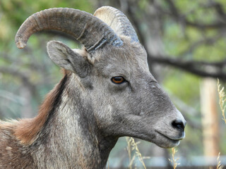 Young bighorn sheep in Bear Country, South Dakota