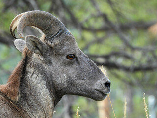 Young bighorn sheep in Bear Country, South Dakota