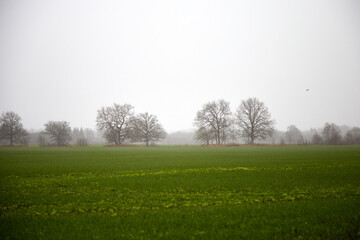 Fototapeta premium Outdoor countryside in a misty field, foggy rainy day, selective focus