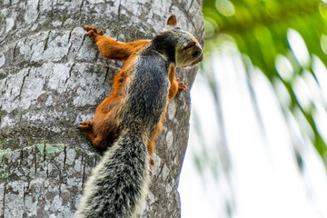 squirrel in the tree