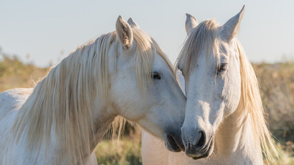Deux chevaux blancs de Camargue dans le sud de la France. Chevaux élevés en liberté au milieu des taureaux Camarguais dans les étangs de Camargue. Dressés pour être montés par des gardians.  - obrazy, fototapety, plakaty
