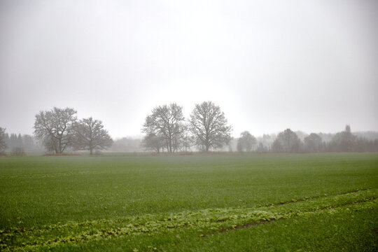 Outdoor countryside in a misty field, foggy rainy day, selective focus